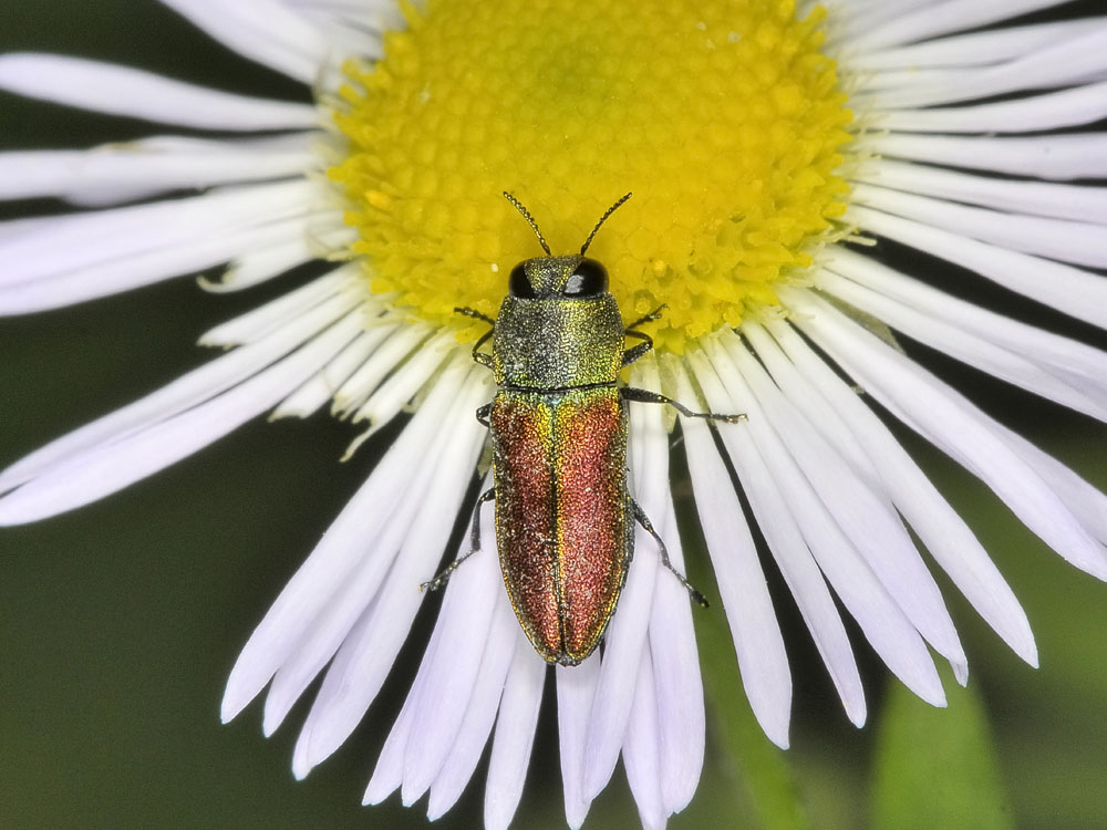 Buprestide da id. - Anthaxia cichorii